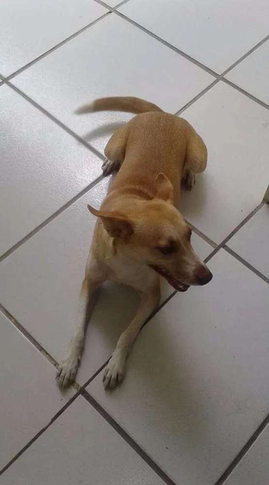 Cachorro ra a vira lata idade 7 a 11 meses nome mel