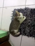 nao dei nomes a eles
