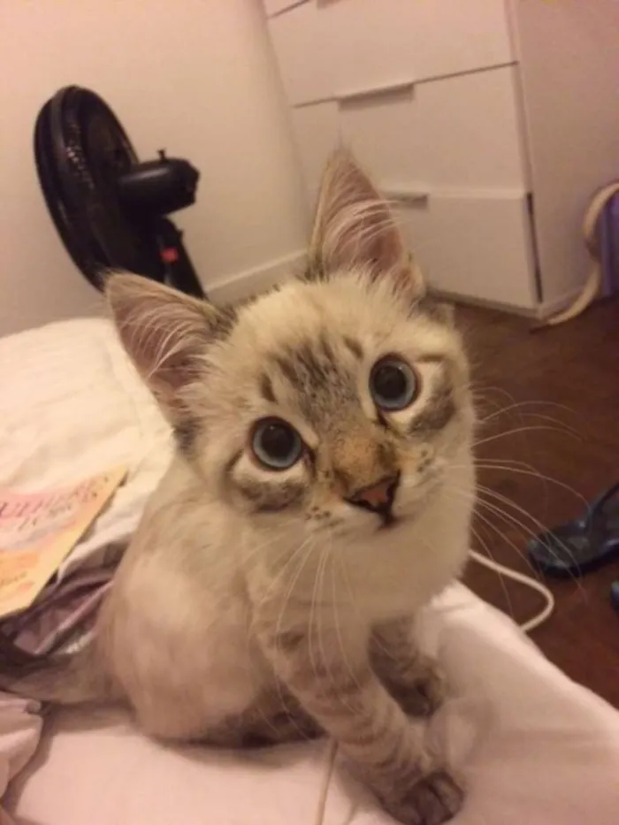 Gato ra a vira lata idade 2 a 6 meses nome Safi