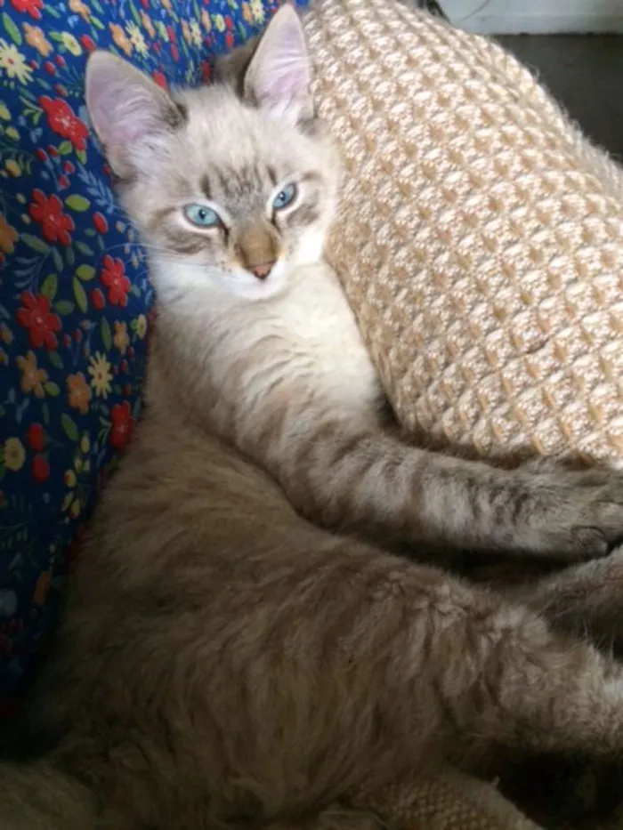 Gato ra a vira lata idade 2 a 6 meses nome Safi