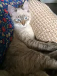 Safi