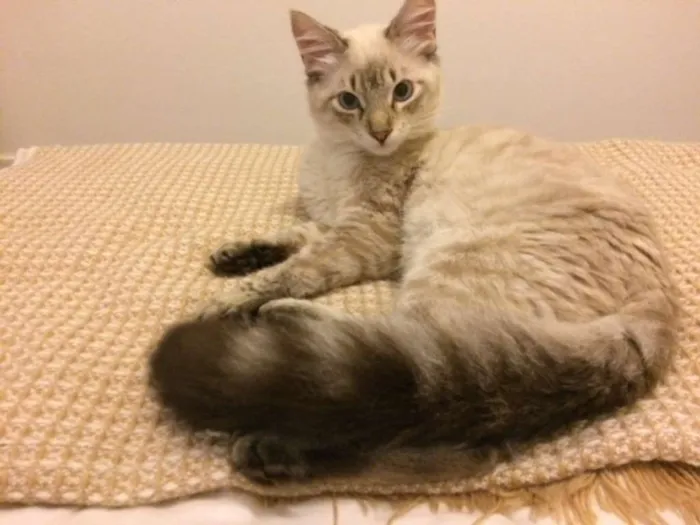 Gato ra a vira lata idade 2 a 6 meses nome Safi