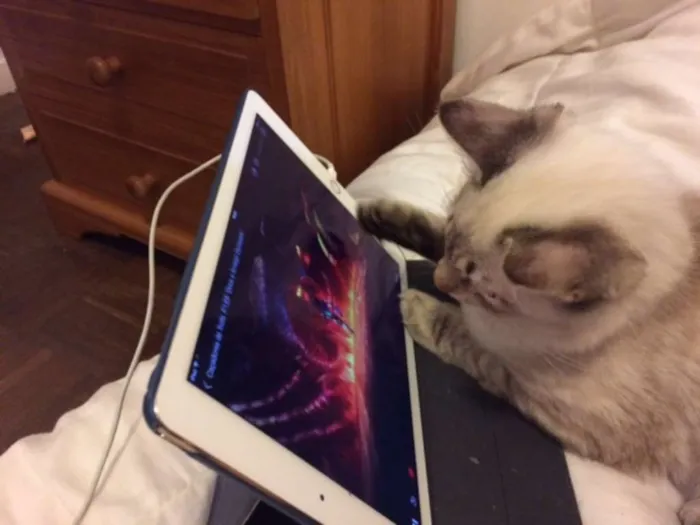 Gato ra a vira lata idade 2 a 6 meses nome Safi