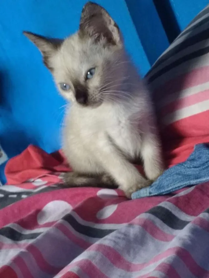 Gato raça Siamês idade 2 a 6 meses nome Joana