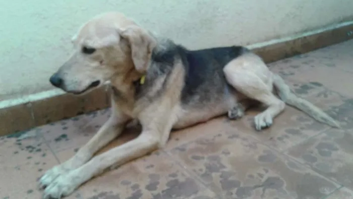 Cachorro ra a SRD idade 2 anos nome Chamo de Princesa