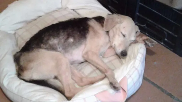 Cachorro ra a SRD idade 2 anos nome Chamo de Princesa