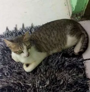 Gato raça vira lata  idade Abaixo de 2 meses nome nao dei nomes a eles