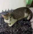 nao dei nomes a eles