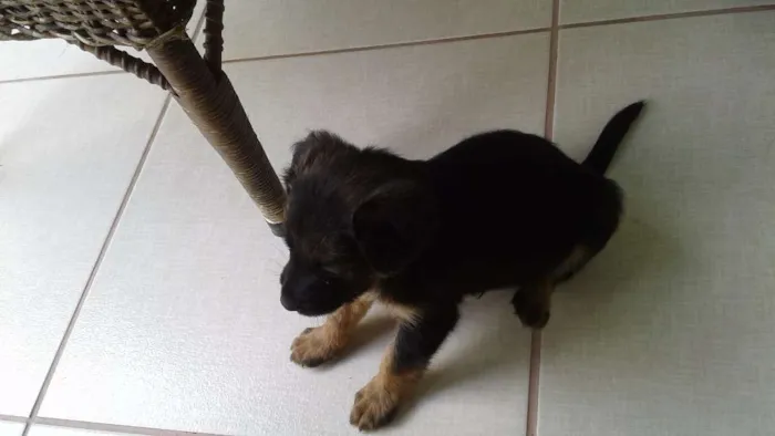 Cachorro ra a Viralata idade 2 a 6 meses nome Nao possui nome