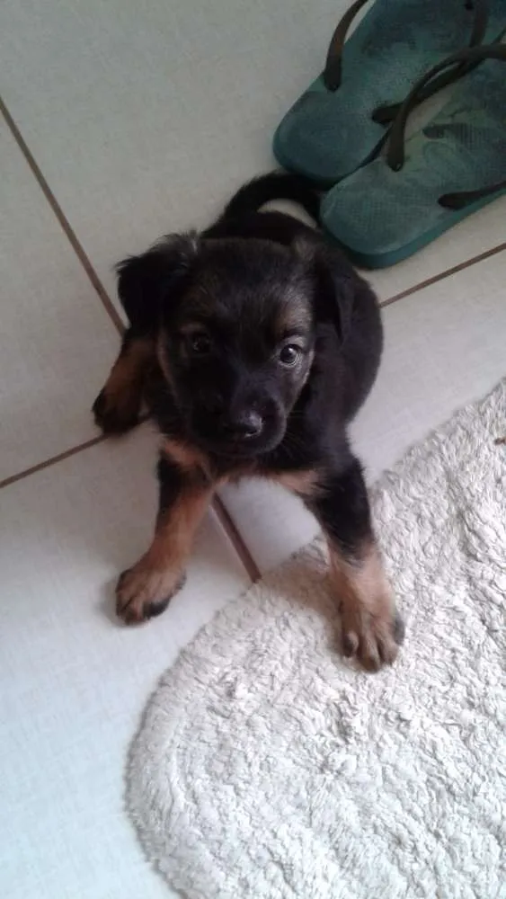 Cachorro ra a Viralata idade 2 a 6 meses nome Nao possui nome