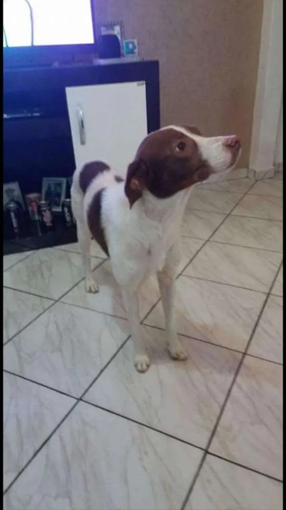 Cachorro ra a Viralata idade 5 anos nome Frank