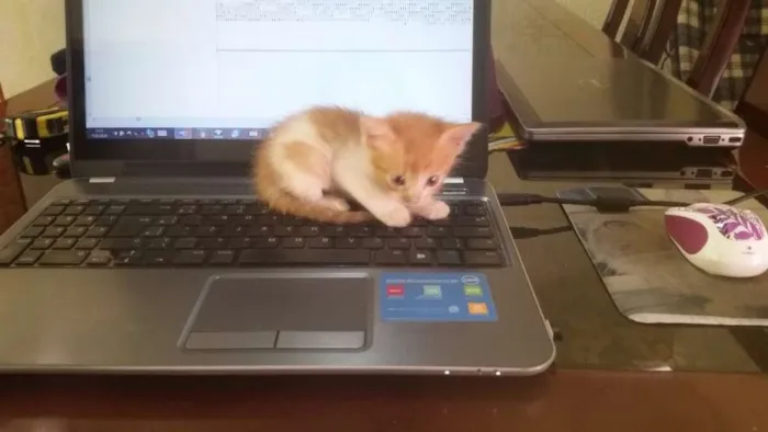 Gato ra a SRD idade Abaixo de 2 meses nome Avatar