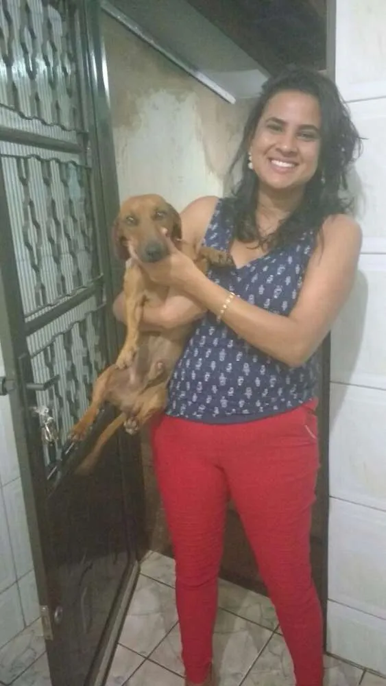 Cachorro ra a Basset-Cofap idade 1 ano nome Pipo