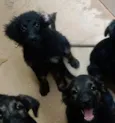 Cachorrinhos