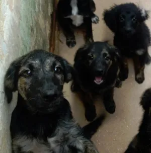 Cachorro raça Sem raça definida idade 7 a 11 meses nome Cachorrinhos
