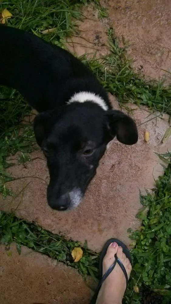 Cachorro ra a SRD idade 2 a 6 meses nome Agnes