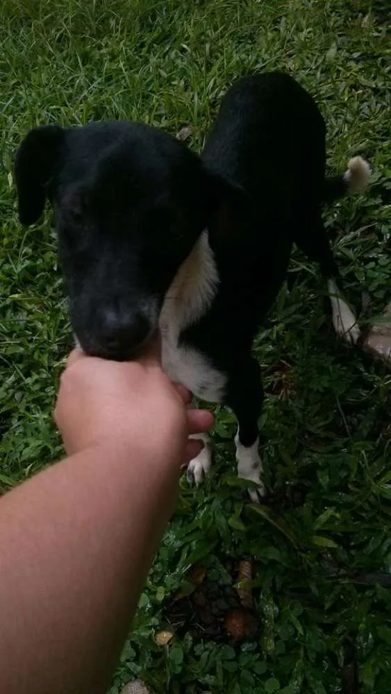 Cachorro ra a SRD idade 2 a 6 meses nome Agnes