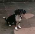 Molly
