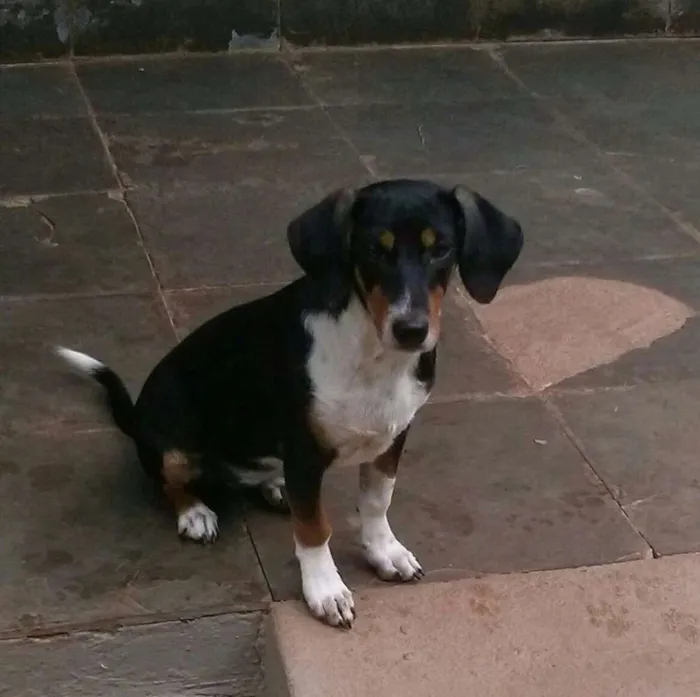 Cachorro ra a SRD idade 2 a 6 meses nome Molly