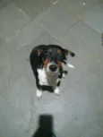 Molly