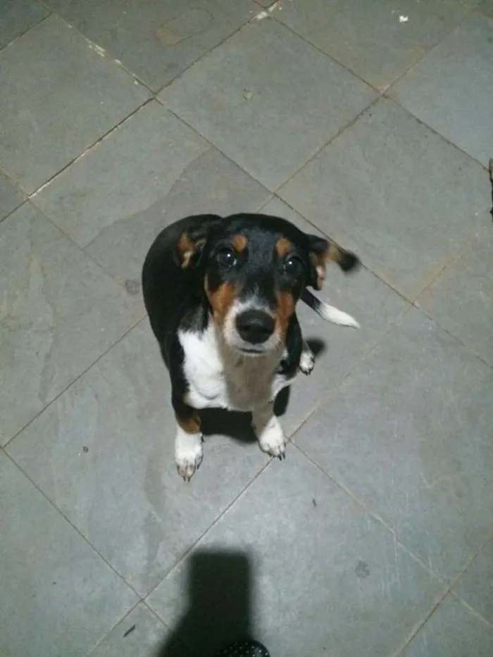 Cachorro ra a SRD idade 2 a 6 meses nome Molly