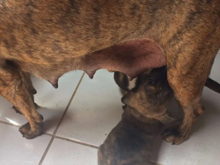 Cachorro ra a SRD idade 2 anos nome Sem nome