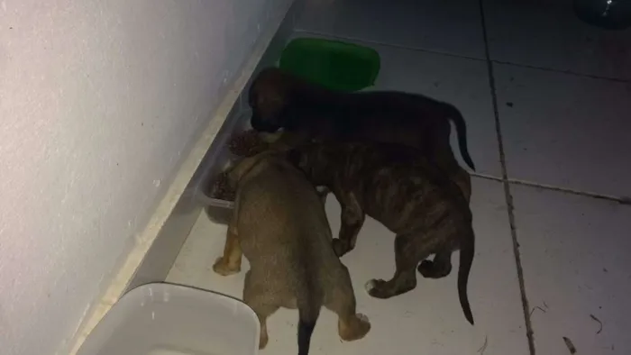 Cachorro ra a SRD idade 2 anos nome Sem nome