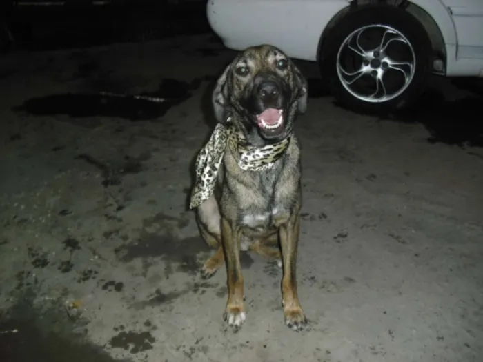 Cachorro ra a SRD idade 1 ano nome BINGO E SORRISO