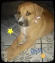 Ryu