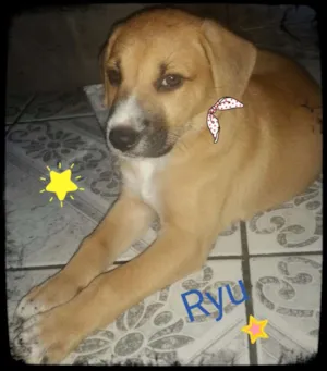 Cachorro raça Srd idade Abaixo de 2 meses nome Ryu
