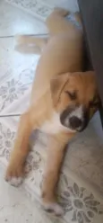 Ryu