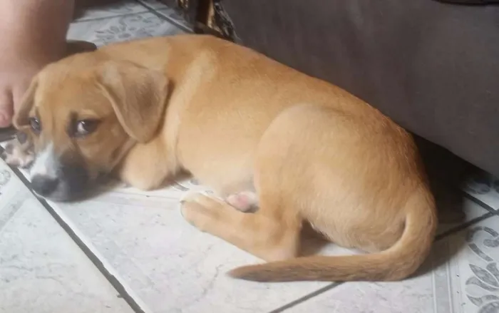Cachorro ra a Srd idade Abaixo de 2 meses nome Ryu