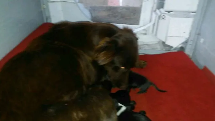 Cachorro raça SRD idade Abaixo de 2 meses nome Filhotes