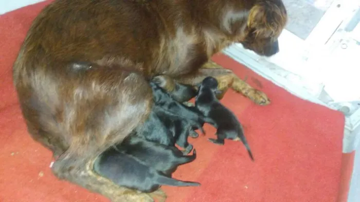 Cachorro raça SRD idade Abaixo de 2 meses nome Filhotes