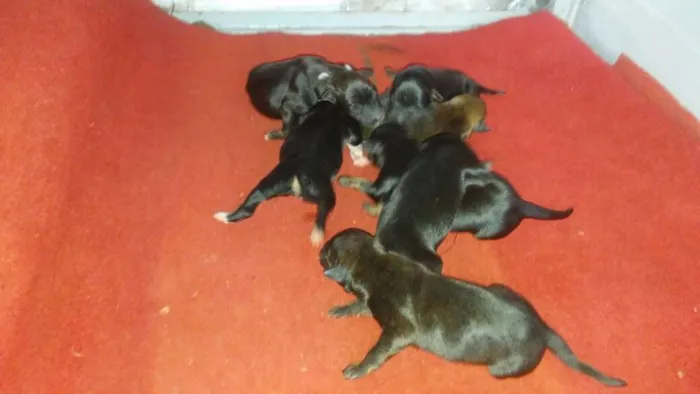 Cachorro raça SRD idade Abaixo de 2 meses nome Filhotes
