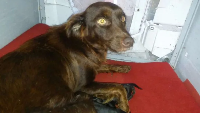 Cachorro raça SRD idade Abaixo de 2 meses nome Filhotes