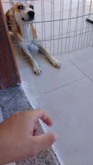 Cachorro raça Buterrie com vira lata idade 7 a 11 meses nome Kyara