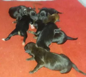 Cachorro raça SRD idade Abaixo de 2 meses nome Filhotes