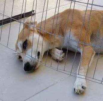 Cachorro ra a Vira lata com buterrie idade 7 a 11 meses nome Kiara