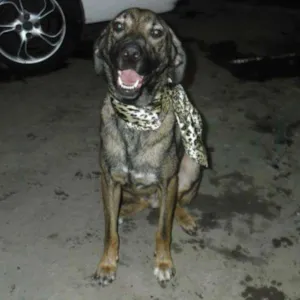 Cachorro raça SRD idade 1 ano nome BINGO E SORRISO
