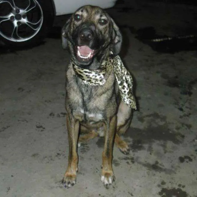 Cachorro ra a SRD idade 1 ano nome BINGO E SORRISO