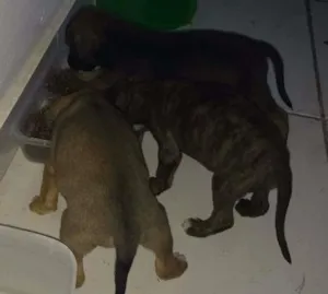 Cachorro raça SRD idade 2 anos nome Sem nome