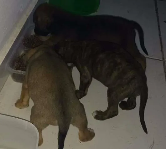 Cachorro ra a SRD idade 2 anos nome Sem nome