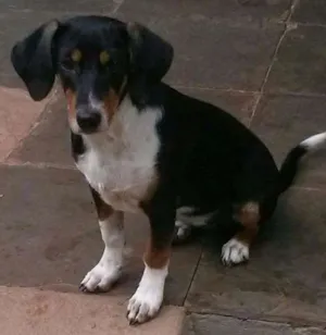 Cachorro raça SRD idade 2 a 6 meses nome Molly