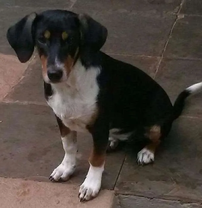 Cachorro ra a SRD idade 2 a 6 meses nome Molly