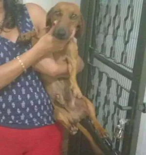 Cachorro raça Basset-Cofap idade 1 ano nome Pipo