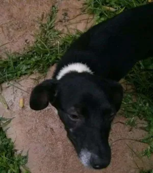 Cachorro raça SRD idade 2 a 6 meses nome Agnes