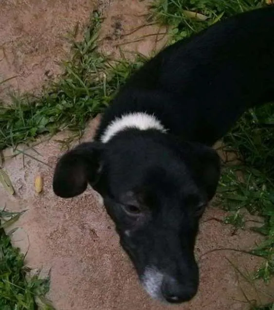 Cachorro ra a SRD idade 2 a 6 meses nome Agnes