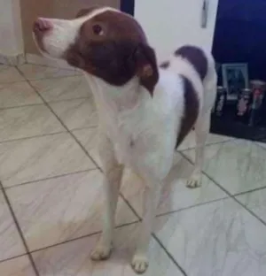 Cachorro raça Viralata idade 5 anos nome Frank