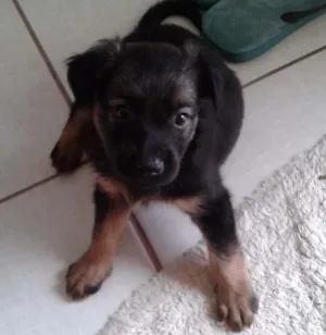 Cachorro raça Viralata idade 2 a 6 meses nome Nao possui nome